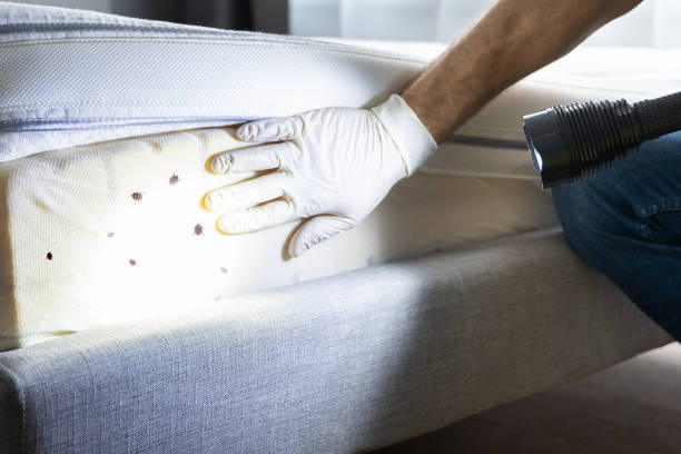 Best Wasp Removal Services  in Maurice, LA
