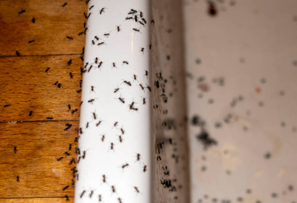 Best Pest Removal Services  in Maurice, LA