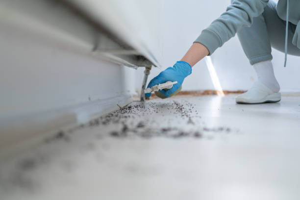 Best Affordable Pest Control Services  in Maurice, LA